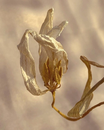 A cover of "P" cluster. The owner is kirbis. The cluster consists of 10 elements.