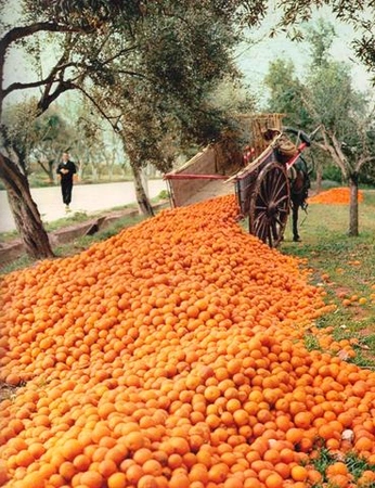 A cover of "abundance." cluster. The owner is michaelakelso. The cluster consists of 2 elements.