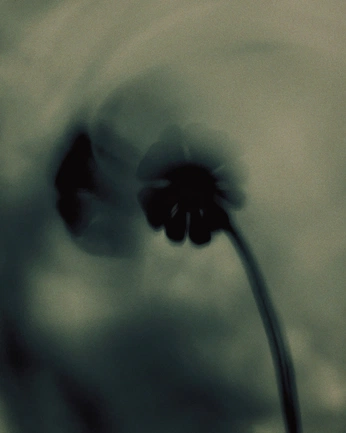 A cover of "Hortus Mysticus" cluster. The owner is sedeph. The cluster consists of 8 elements.