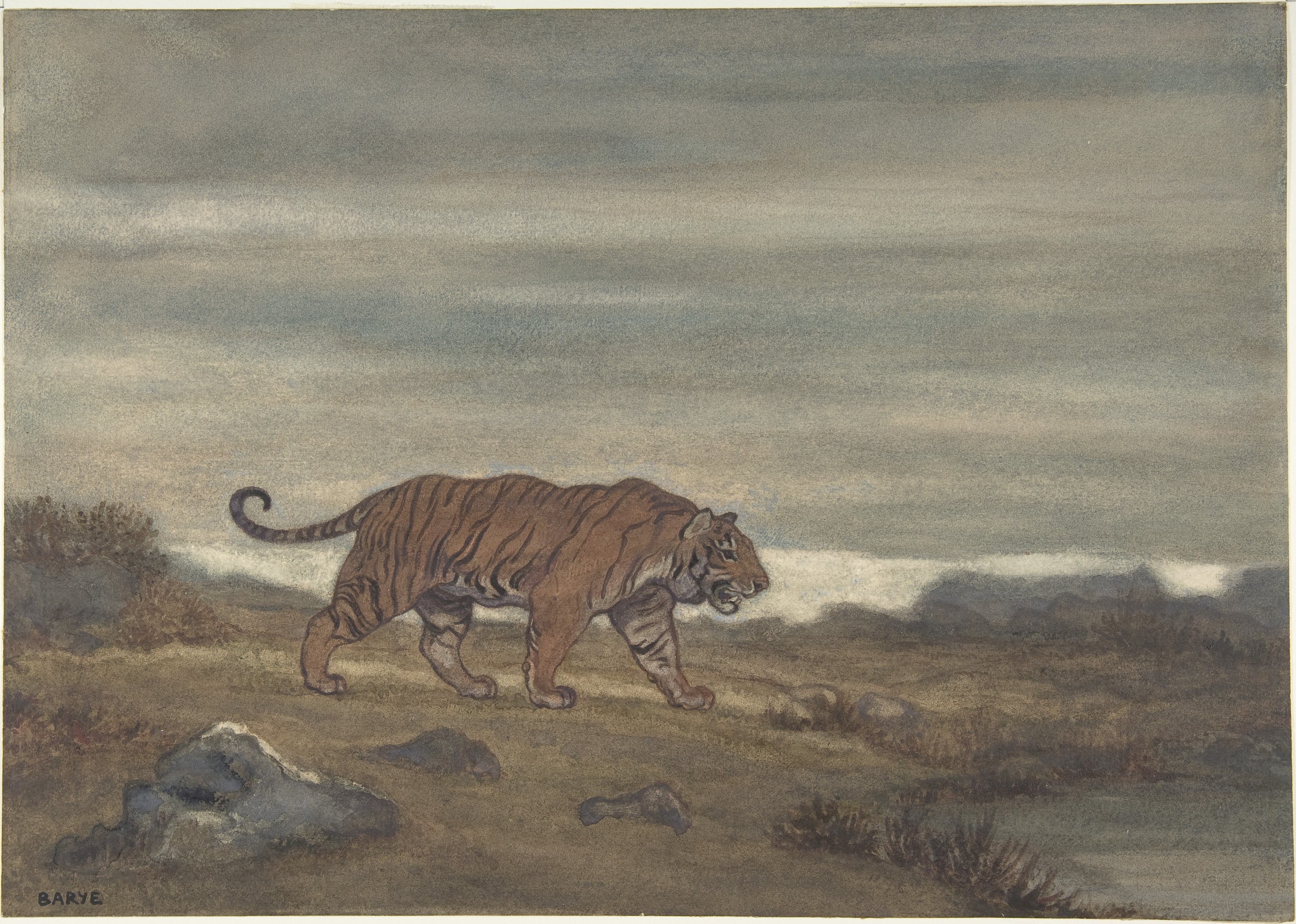 An image added by cosmos on Jul 11, 2024. May present: siberian tiger, bengal tiger, {Tigers}.