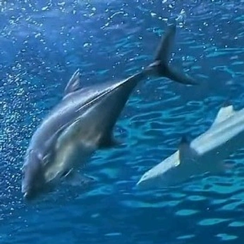 A cover of "DIY" cluster. The owner is jaiio.oi. The cluster consists of 24 elements.