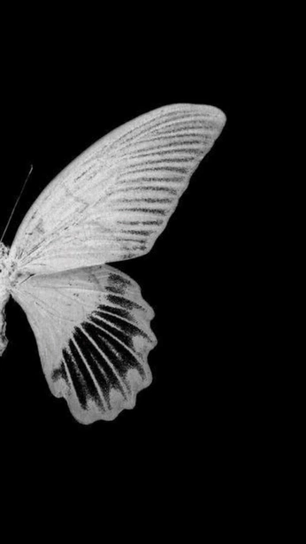 A cover of "Butterfly" cluster. The owner is binyil. The cluster consists of 4 elements.