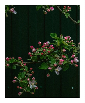 A cover of "Galery" cluster. The owner is ilyarbkv. The cluster consists of 1 element.