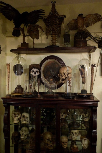 A cover of "cranium" cluster. The owner is fiifthofmarch. The cluster consists of 78 elements.