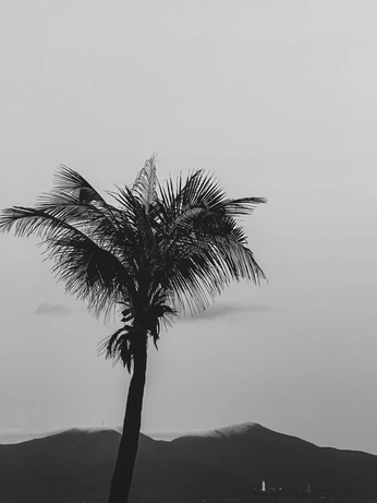 A cover of "Project 4" cluster. The owner is kangiruu. The cluster consists of 10 elements.