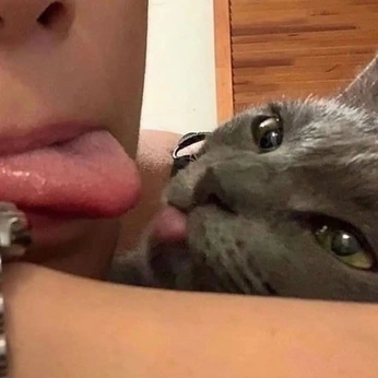 A cover of "cats" cluster. The owner is krooxes. The cluster consists of 1 element.