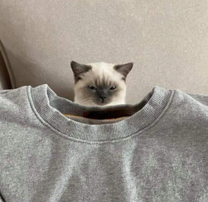 Tonnie Capulet avatar