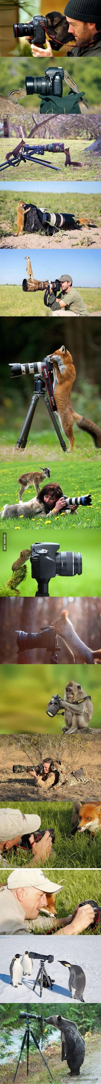 A cover of "Animals" cluster. The owner is vividorngff5e01. The cluster consists of 126 elements.