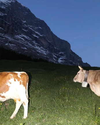 A cover of "krawallig" cluster. The owner is lauriiiii. The cluster consists of 57 elements.