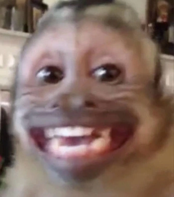 A cover of "monke" cluster. The owner is wilk. The cluster description is "grr". The cluster consists of 452 elements. 2 create it.