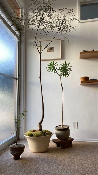 A cover of "Plants" cluster. The owner is ashmash. The cluster consists of 8 elements.