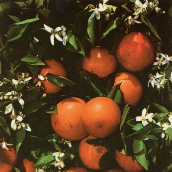 A cover of "Tangerine" cluster. The owner is hee2ro. The cluster consists of 7 elements.