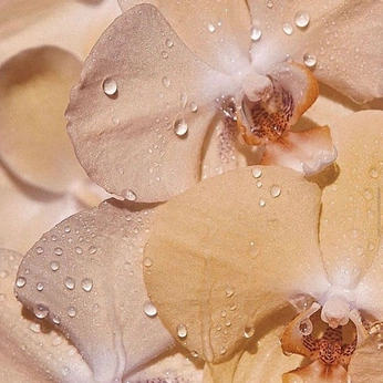 A cover of "ae" cluster. The owner is emily111. The cluster consists of 19 elements.