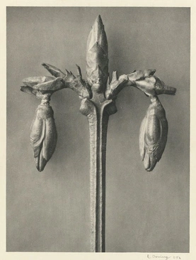 Karl Blossfeldt’s Urformen der Kunst (1928)