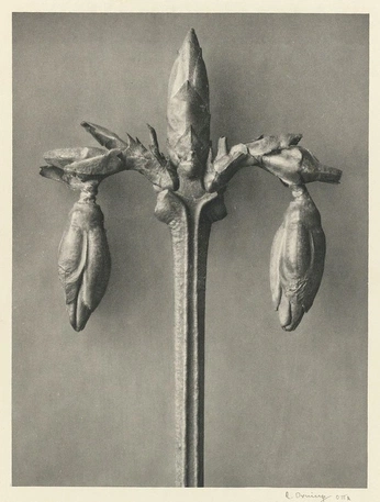 A cover of "initial conditions" cluster. The owner is vexlin. The cluster consists of 1 element.