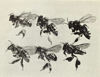 A cover of "everything is" cluster. The owner is judejupiter. The cluster consists of 29 elements.