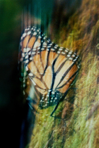 A cover of "Back" cluster. The owner is marie.co. The cluster consists of 26 elements.