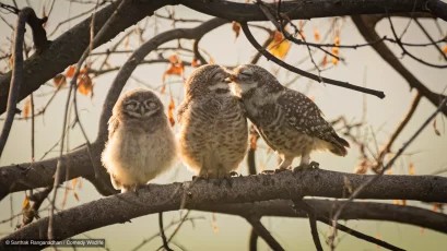 An image added by fiatlux on Oct 20, 2024. May present: comedy wildlife photography awards, british wildlife photography awards, owl, wildlife photography, photography.