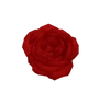 rambling.roses's avatar