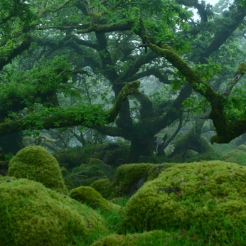 A cover of "Green" cluster. The owner is 0815187. The cluster consists of 15 elements.