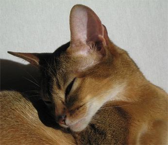 A cover of "CATBOOK WINTER 26" cluster. The owner is 666abigail. The cluster consists of 4 elements.