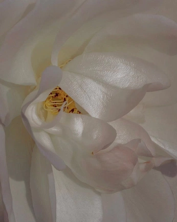 A cover of "gentle" cluster. The owner is nattapatl. The cluster consists of 5 elements.