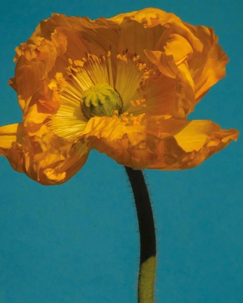 A cover of "paintings" cluster. The owner is akowaffle. The cluster consists of 3 elements.