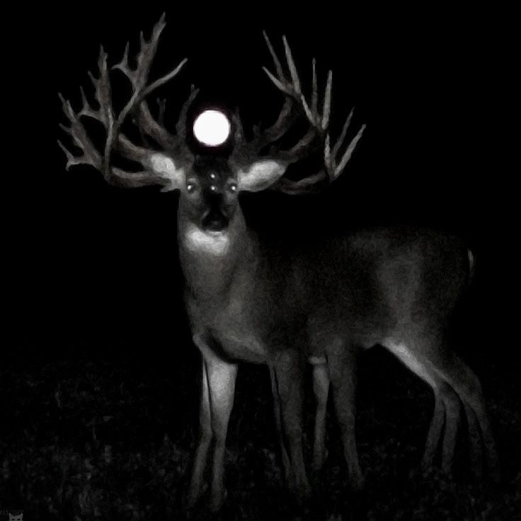 🫀🦌𝕳𝖆𝖓𝖓𝖎𝖇𝖆𝖑⭐︎