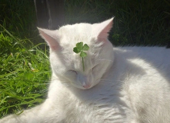 A cover of "Lucky" cluster. The owner is radinc. The cluster consists of 488 elements.