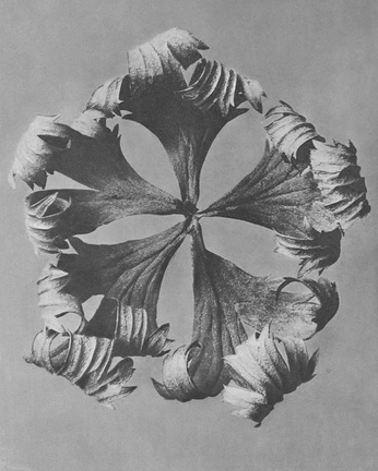 A cover of "i dont even know" cluster. The owner is emiryeyo. The cluster consists of 14 elements.