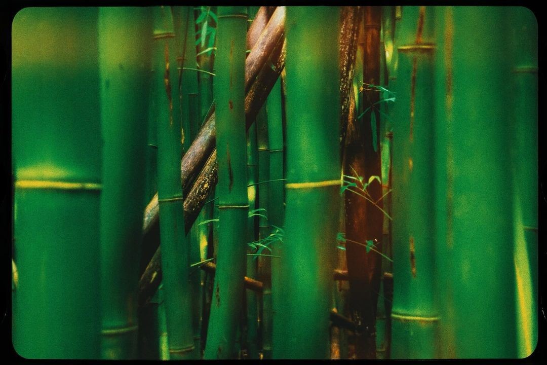 green for IOS