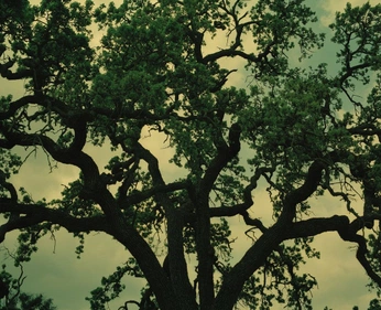 A cover of "Corksribas" cluster. The owner is stepholiveira. The cluster consists of 3 elements.