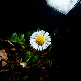 A cover of "photographs by illgander" cluster. The owner is illgander. The cluster consists of 1 element.