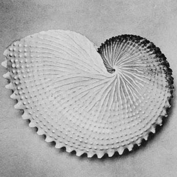 A cover of "nature" cluster. The owner is sonyailina. The cluster consists of 9 elements.