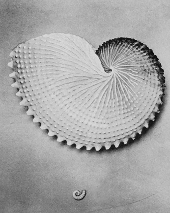 A cover of "RPF26" cluster. The owner is gabrielrocha. The cluster consists of 14 elements.