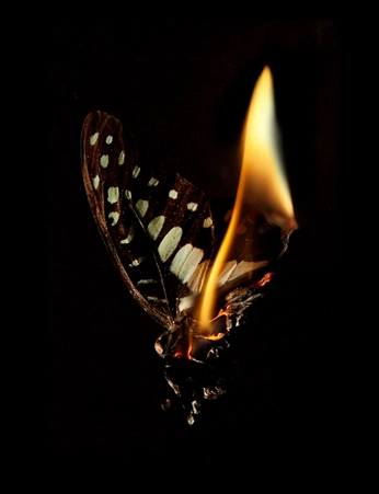 A cover of "Butterfly" cluster. The owner is sarashi. The cluster consists of 1 element.