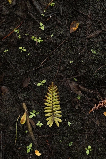 A cover of "terra tresses" cluster. The owner is go.dzn. The cluster consists of 5 elements.