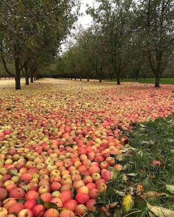 A cover of "Autumn Inspo" cluster. The owner is meganshekleton. The cluster consists of 57 elements.