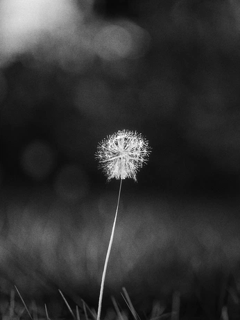 A cover of "LÖWENZAHN" cluster. The owner is 26864113567. The cluster consists of 10 elements.