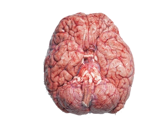 A cover of "knowledge" cluster. The owner is candacemarie. The cluster consists of 6 elements.