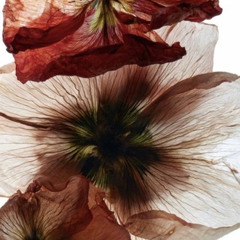 A cover of "Flowers" cluster. The owner is eleanoramari. The cluster consists of 393 elements.