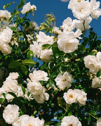 A cover of "My fav flower" cluster. The owner is ath3naa. The cluster consists of 7 elements.