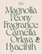 Cover of typography cluster