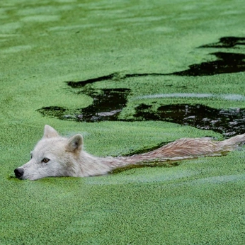 A cover of "u" cluster. The owner is mareneeps. The cluster consists of 5 elements.