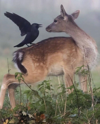 A cover of "Soul Energy" cluster. The owner is krestal. The cluster consists of 6 elements.