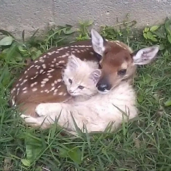 A cover of "—̳͟͞ 🪽!" cluster. The owner is batmanhimself. The cluster consists of 5 elements.