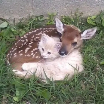 A cover of "<3" cluster. The owner is rooivy. The cluster consists of 5 elements.