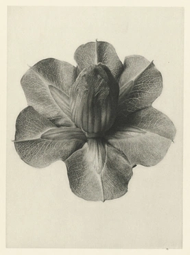 Karl Blossfeldt’s Urformen der Kunst (1928)