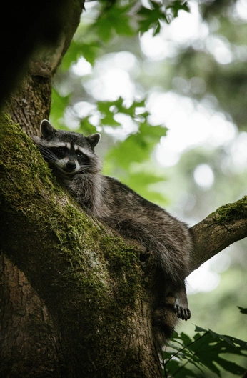 A cover of "Raccoon" cluster. The owner is scottishimo. The cluster consists of 5 elements.