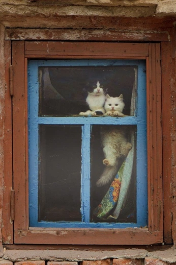 A cover of "Cats & windows" cluster. The owner is frdchkn. The cluster consists of 9 elements.